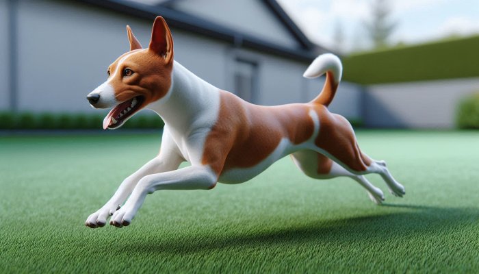 Basenji, Kurzprofil und Haltung - Basenji, Kurzprofil und Haltung