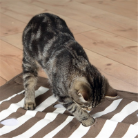 Trixie Cat Activity Pföteldecke braun/creme 70 x 50 cm