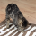 Trixie Cat Activity Pföteldecke braun/creme 70 x 50 cm, Der Canvas (Baumwolle) Oberstoff mit Löchern ermöglicht das Herauspföteln von versteckten Leckerlies.