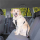 Trixie Auto-Sicherheitsgeschirr mit Anschnallgurt schwarz M 50-70 cm, Hunde Zubehör
