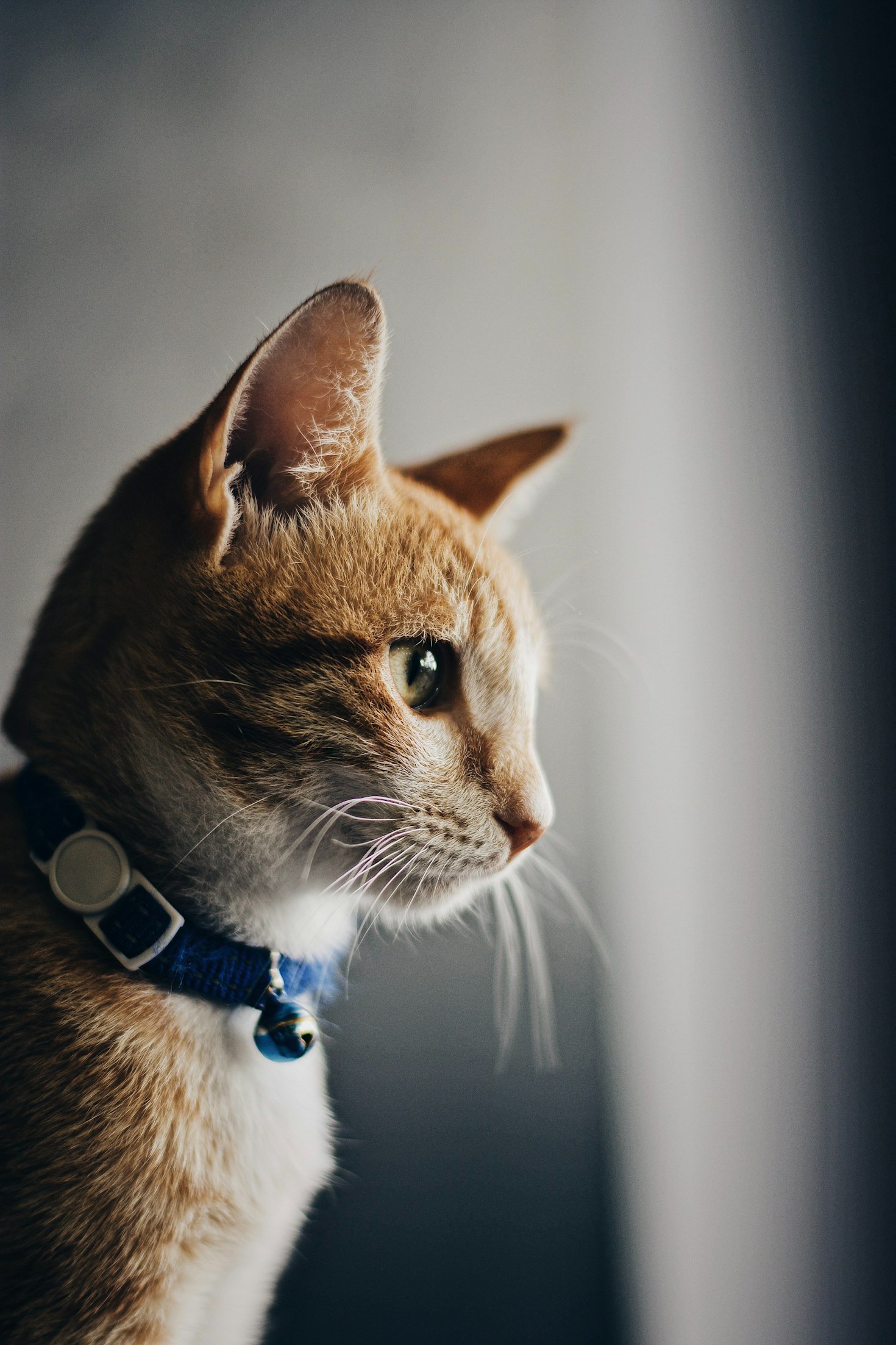 Die besten Futteroptionen für Katzen und Hunde